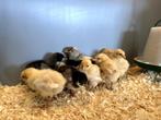 Mooie jonge Orpington kuikens gesekst en ingeënt, Dieren en Toebehoren, Pluimvee, Vrouwelijk, Kip
