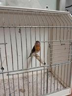 F1 pop kapoetsensijs x raza kanarie, Dieren en Toebehoren, Vogels | Overige Vogels, Vrouwelijk, Wildzangvogel, Geringd