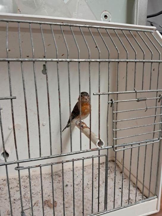 F1 pop kapoetsensijs x raza kanarie, Dieren en Toebehoren, Vogels | Overige Vogels, Wildzangvogel, Vrouwelijk, Geringd