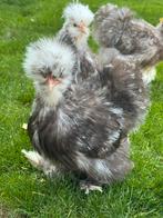 Choco mottled haantje, Dieren en Toebehoren, Pluimvee, Mannelijk, Kip