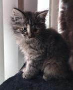 Nog 3 prachtige Noorse boskat poesjes beschikbaar!³, Dieren en Toebehoren, Katten en Kittens | Raskatten | Langhaar, Meerdere dieren