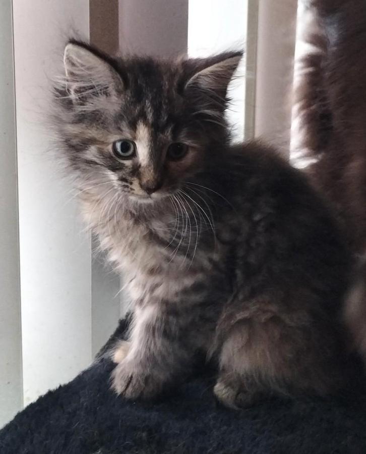 Nog 3 prachtige Noorse boskat poesjes beschikbaar!³, Dieren en Toebehoren, Katten en Kittens | Raskatten | Langhaar, Meerdere dieren