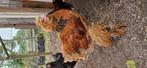 Brahma kruising haan, Dieren en Toebehoren, Pluimvee, Mannelijk, Kip