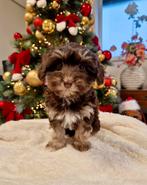 Prachtige boomer pups, Nederland, Overige rassen, CDV (hondenziekte), 8 tot 15 weken