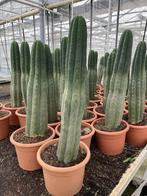 Cactus Tricocereus Pachanoi (San Pedro) 23cm pot 65-70 hoog, Ophalen of Verzenden, Minder dan 100 cm, Bloeiende kamerplant, Volle zon