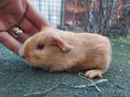 Cuy reuzencavia beer safran mag verhuizen, Dieren en Toebehoren, December, Mannelijk, Cavia