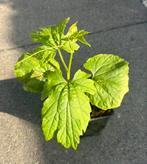 Biologische Sopropo (bittermelon) plantjes – €3 p.st, Ophalen, Volle zon, Groenteplanten, Eenjarig