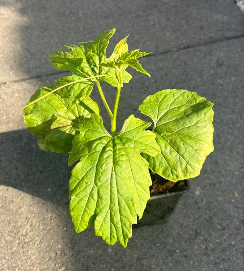 Biologische Sopropo (bittermelon) plantjes – €3 p.st, Tuin en Terras, Planten | Tuinplanten, Eenjarig, Groenteplanten, Volle zon