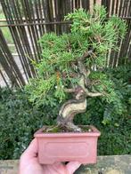 Bonsai shohin juniperus itoigawa, Ophalen of Verzenden, Overige soorten, Minder dan 100 cm