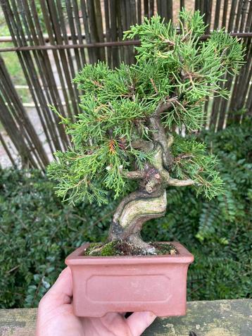 Bonsai shohin juniperus itoigawa beschikbaar voor biedingen