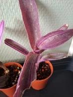 Tradescantia Pallida pink stripe, Huis en Inrichting, Ophalen of Verzenden, Overige soorten, Minder dan 100 cm