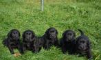 Lieve Goldador pups (Labrador x Golden retriever), CDV (hondenziekte), 8 tot 15 weken, Labrador retriever, Meerdere dieren
