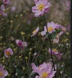 Anemone Kon. Charlotte - vaste plant, Tuin en Terras, Planten | Tuinplanten, Ophalen, Zomer, Vaste plant, Overige soorten