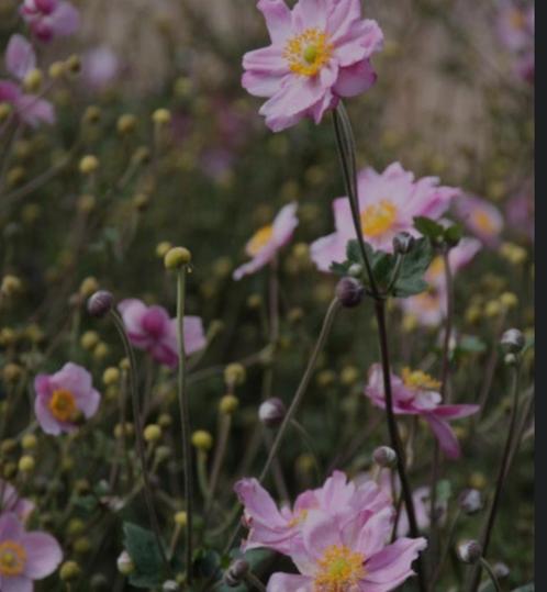 Anemone Kon. Charlotte - vaste plant, Tuin en Terras, Planten | Tuinplanten, Vaste plant, Overige soorten, Zomer, Ophalen