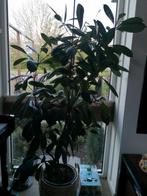 gezonde ficus elastic., Huis en Inrichting, Kamerplanten, Ficus, Halfschaduw, Ophalen