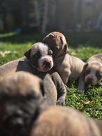 Ysterberg Mastiff's (boerboel) pups, Dieren en Toebehoren, Rabiës (hondsdolheid), 8 tot 15 weken, Meerdere, Meerdere dieren