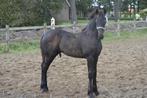 klassiek robuuste frieze hengst, Dieren en Toebehoren, Paarden, Hengst, Minder dan 160 cm, 0 tot 2 jaar