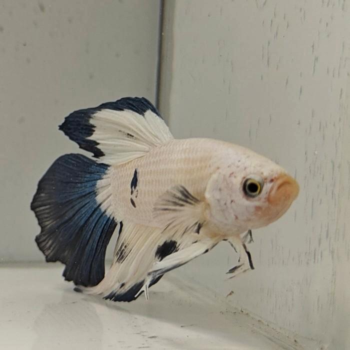 Betta splendens man 03, Dieren en Toebehoren, Vissen | Aquariumvissen, Vis