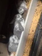 Dwerghangooren, Dieren en Toebehoren, Konijnen, Meerdere dieren