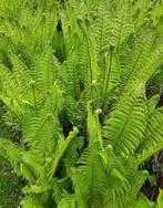 🪴 MOOIE GROTE TUINVARENS TUINPLANT VASTE PLANT ROTSTUIN, Volle zon, Vaste plant, Varens, Ophalen of Verzenden