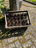 Frik Pils bierkrat met flesjes, Huis en Inrichting, Ophalen, Gebruikt, 15 tot 25 flessen, Minder dan 50 cm