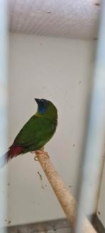 driekleur papegaaiamadine Pop Van 2022, Dieren en Toebehoren, Vogels | Overige Vogels