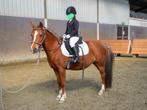 Zachtaardige fanatieke (spring)pony, Dieren en Toebehoren, Pony's, Merrie, Recreatiepony, Ontwormd