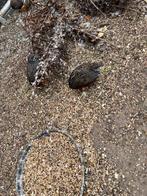 kwartel, Ophalen, Nieuw, Kooi-accessoires