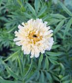 Tagetes ' Ivory' zaden, Ophalen of Verzenden, Volle zon