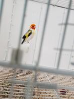 Putter Major, Dieren en Toebehoren, Vogels | Overige Vogels, Mannelijk, Wildzangvogel