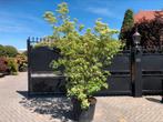 Cornus kousa china girls XXL kornoelje 250 cm, Tuin en Terras, Planten | Bomen, Ophalen, Volle zon, Overige soorten