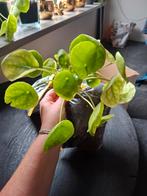Pannenkoekenplant stekken (2 stuks), Groene kamerplant, Ophalen, Halfschaduw, Minder dan 100 cm
