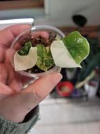 Alocasia melo albo variegata actie!, Huis en Inrichting, Kamerplanten, Ophalen of Verzenden, Halfschaduw, Minder dan 100 cm