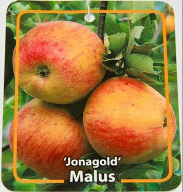Lekker fruit; appel, peer, framboos, op = op! beschikbaar voor biedingen