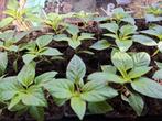 Jonge peperplanten- Klaar om te planten!, Tuin en Terras, Planten | Tuinplanten, Ophalen, Volle zon, Groenteplanten, Eenjarig