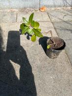 Sneeuwbal plant ( Viburnum Tinus), Ophalen of Verzenden, Zomer