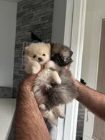 3 moi pomeranian puppiy,s, Dieren en Toebehoren, Honden | Niet-rashonden, Rabiës (hondsdolheid), 8 tot 15 weken, Teef, Meerdere