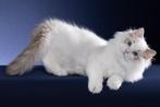 Ragdoll kittens, Dieren en Toebehoren, Katten en Kittens | Raskatten | Langhaar, Kater, Gechipt