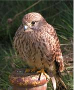 Europese Torenvalk, Dieren en Toebehoren, Vogels | Overige Vogels, Vrouwelijk, Roofvogel, Geringd