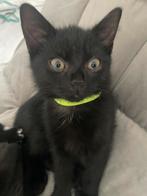 Lieve kittens  Brits/Maine coon, Poes, 0 tot 2 jaar