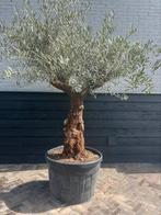 Mooi grillerige vertakte olijfboom 80/100 cm stamomtrek, 100 tot 250 cm, Olijfboom, Zomer, Ophalen