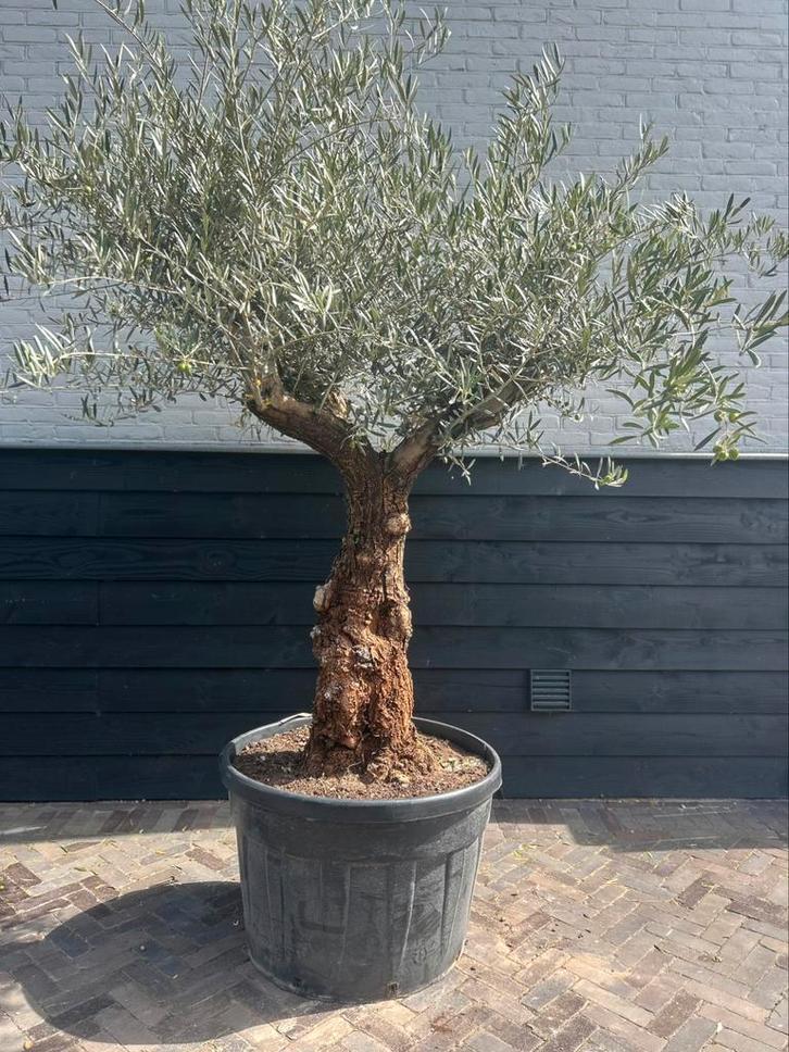 Mooi grillerige vertakte olijfboom 80/100 cm stamomtrek, Tuin en Terras, Planten | Bomen, Olijfboom, 100 tot 250 cm, Volle zon