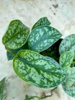 Scindapsus Pictus Silver - Kamerplant, Overige soorten, In pot, Minder dan 100 cm, Groene kamerplant