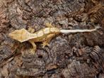 Wimpergekko
Correlophus ciliatus
Vrouw, Hagedis