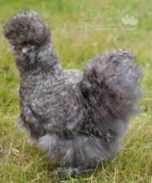 Zijdehoen kippen. [Grote en Krielkippen.], Dieren en Toebehoren, Pluimvee, Kip, Vrouwelijk