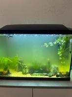 Aquarium met 12 visjes en accessoires, Dieren en Toebehoren, Vissen | Aquaria en Toebehoren, Ophalen of Verzenden, Zo goed als nieuw