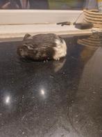 Jonge cavia's - beertjes/mannetjes, Dieren en Toebehoren, Knaagdieren, Cavia, Mannelijk, Tam, Oktober