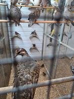 Lachduiven, Dieren en Toebehoren, Meerdere dieren