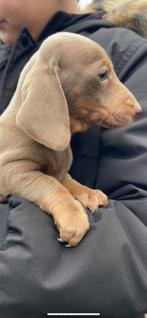 Teckel pups puppy puppies pup, Dieren en Toebehoren, Honden | Teckels en Dashonden, Particulier, Meerdere, 8 tot 15 weken, Meerdere dieren