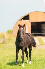 Prachtige unieke zwarte ras Groninger geb. 19/3/2024  ruin, Dieren en Toebehoren, Paarden, Ruin